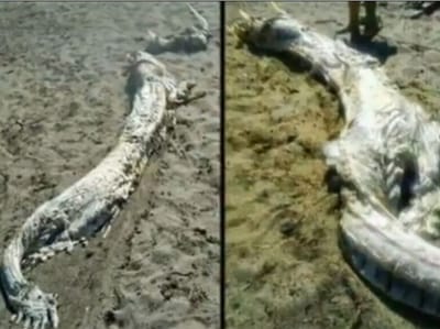 Criatura estranha encontrada em praia espanhola - TVI