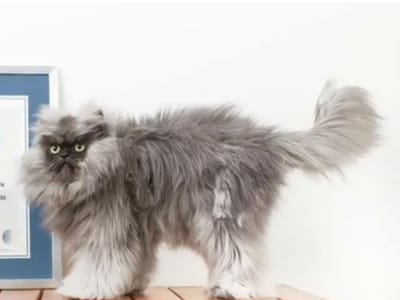 Conheça o gato com o pelo mais comprido do mundo - TVI