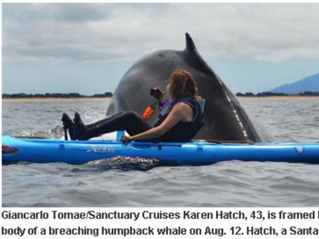 Mulher enconta-se com baleia gigante (Reprodução/Santa Cruz Sentinel)