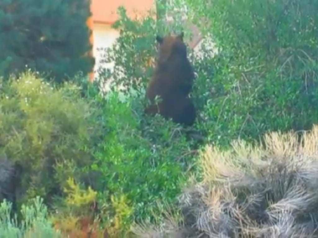 Urso numa árvore