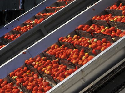 Afinal, 15 a 20% da produção de tomate «está perdida» devido ao mau tempo - TVI