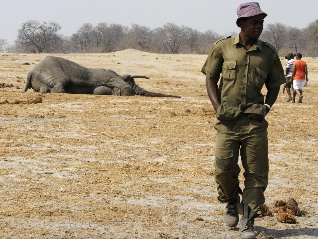 «Ranger» afasta-se de elefante envenenado (Reuters)