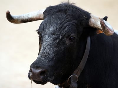 Doze forcados feridos numa corrida de touros em Reguengos de Monsaraz - TVI