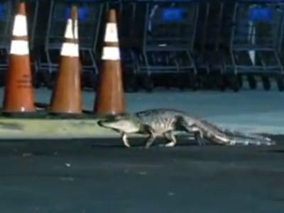 Crocodilo causa pânico em supermercado - TVI