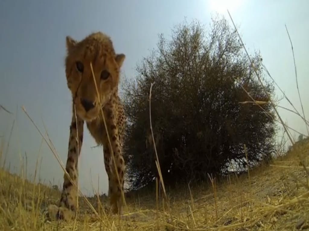 Vídeo mostra leopardo a lamber uma câmara (Foto Reprodução/YouTube)