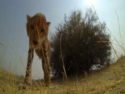 Este leopardo está apaixonado pela câmara - TVI