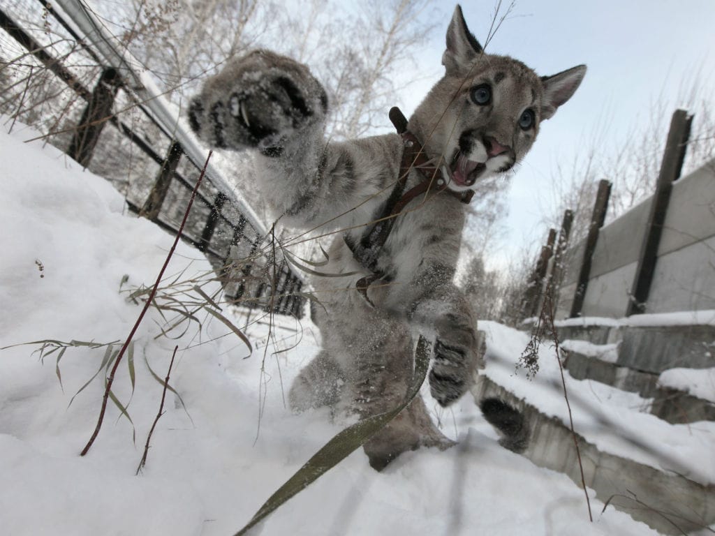 Puma (Reuters)