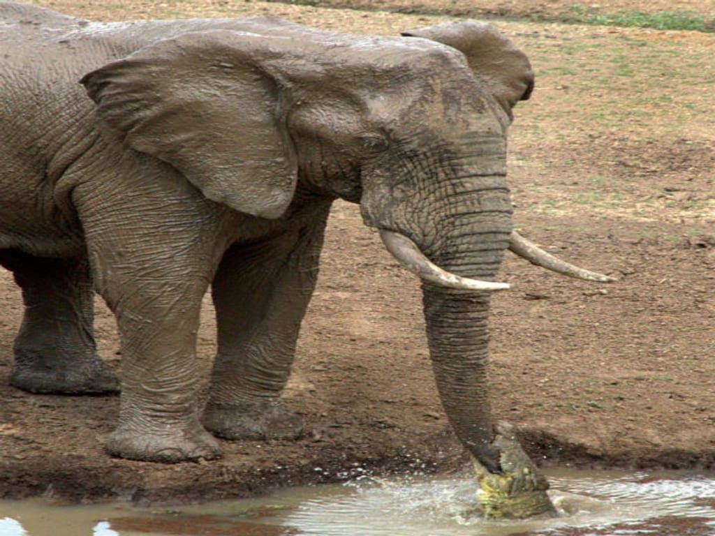 Crocodilo morde a tromba de um elefante (Foto Reprodução/Ian Salisbury)