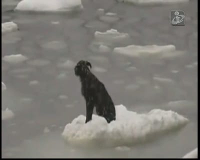 Cão resgatado depois de navegar 160 km em placa de gelo - TVI
