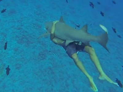 Mergulhador nada agarrado a tubarão - TVI