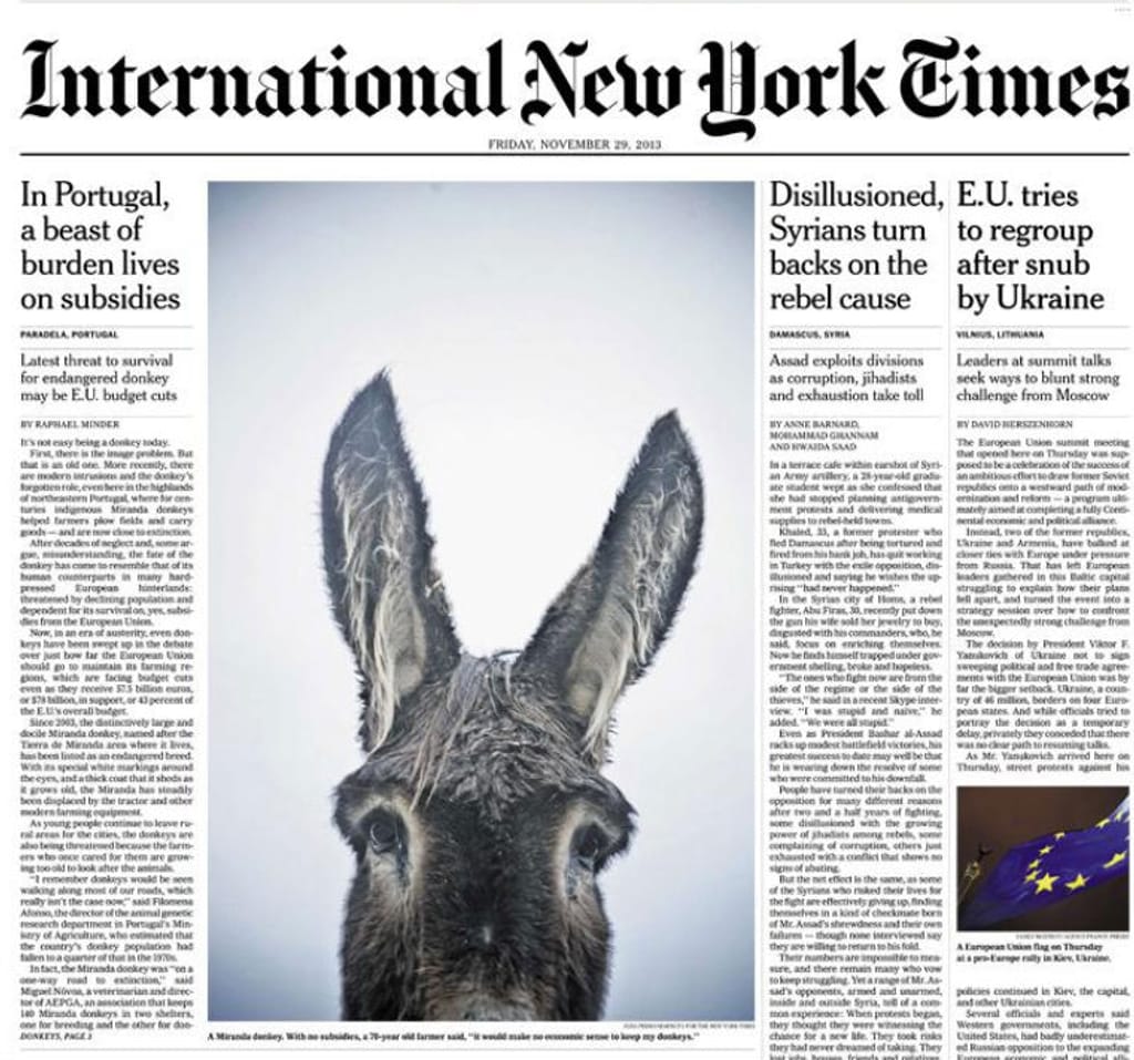 New York Times faz manchete sobre burros mirandeses (Reprodução / New York Times)