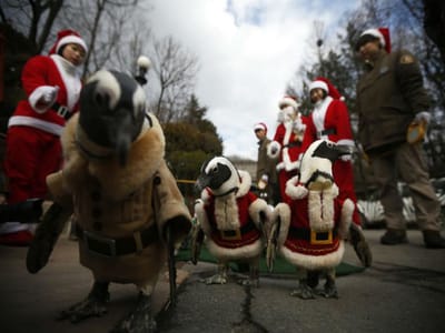 Já viu pinguins vestidos de Pai Natal? - TVI