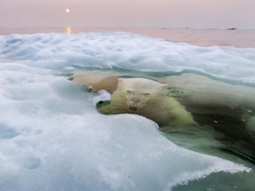 "The Ice Bear" (Reprodução / National Geographic)