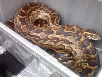 Casal tinha uma serpente de quatro metros na mala do carro - TVI