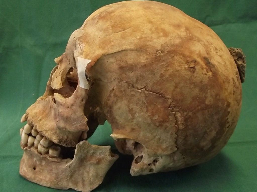 Esqueleto de Alfredo, o Grande, de Inglaterra (EPA/LUSA)