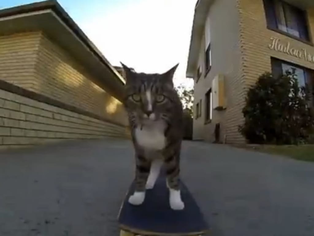 Vídeo mostra gato a andar de skate (Foto:Reprodução/YouTube)