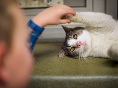 Estudo revela que os gatos gostam mesmo dos humanos - TVI