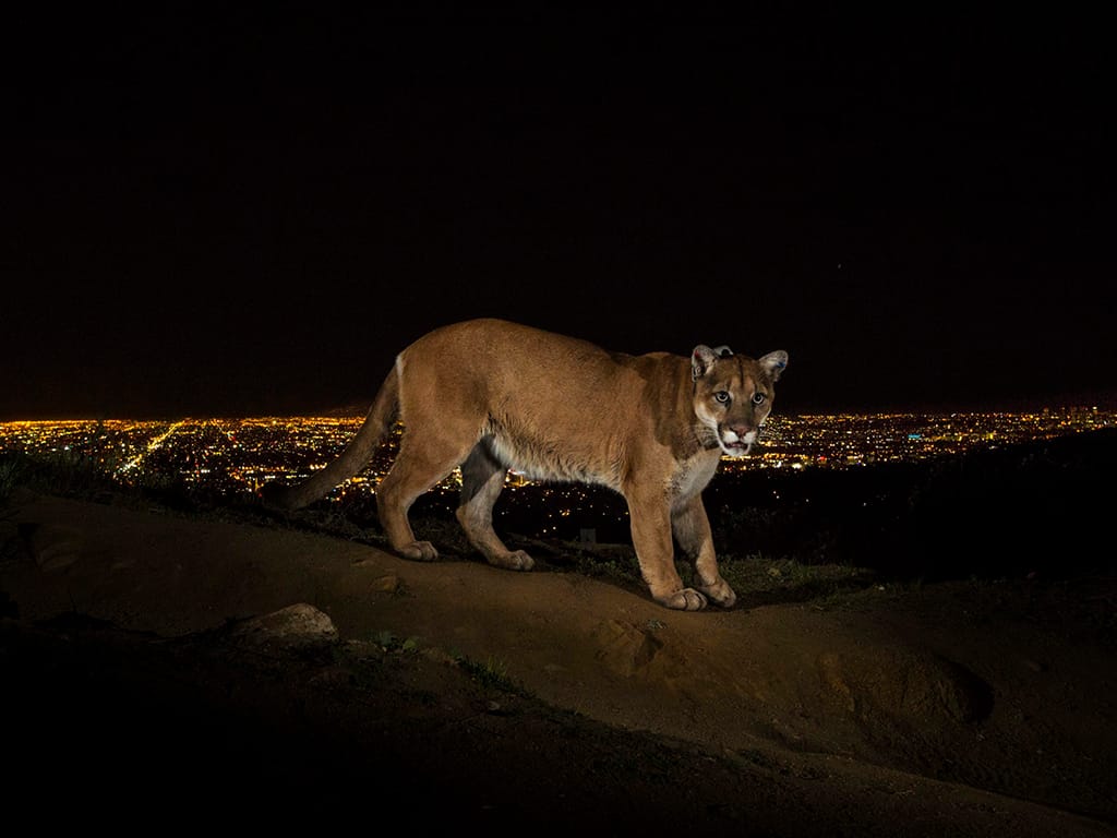 Puma num trilho no Griffith Park, Los Angeles - Foto de Steve Winter vencedor do 1º prémio na categoria de «Natureza» (Lusa)