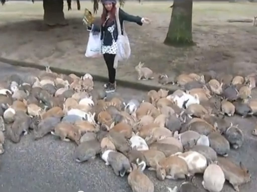 Turista é perseguida por... centenas de coelhos