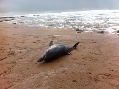 Cadáveres de golfinhos forçam isolamento de parte da praia da Póvoa de Varzim - TVI