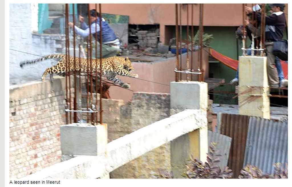 Leopardo a causar o medo junto da população (Hindustan Times)