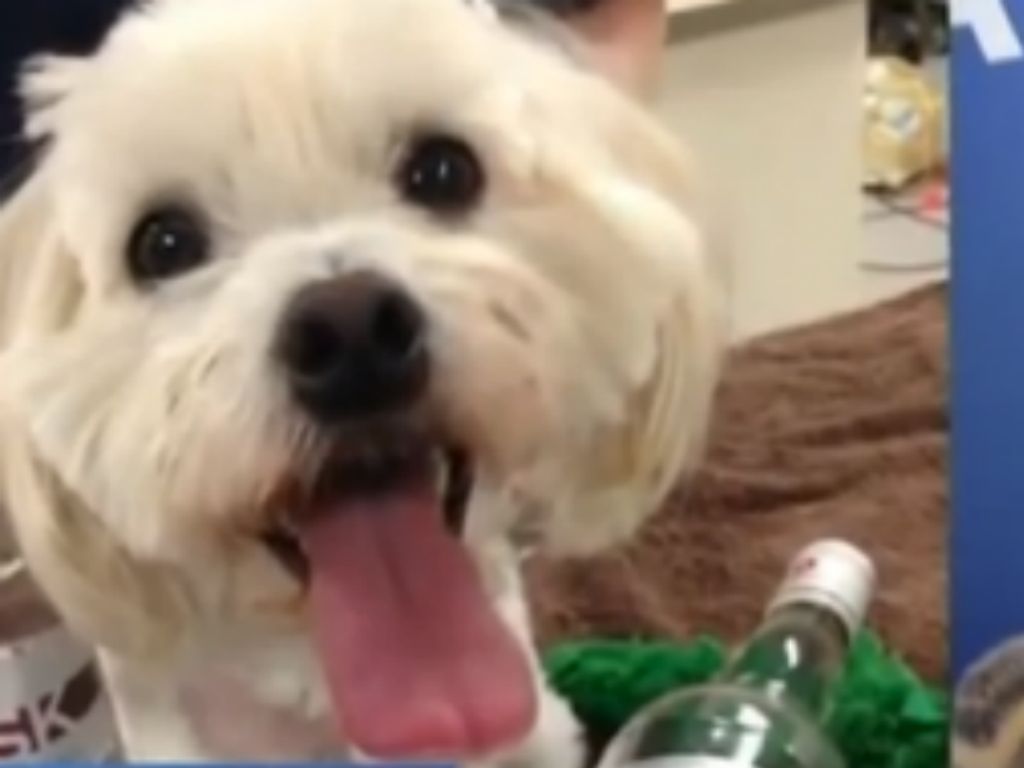 Cão envenenado salva-se com vodka (Reprodução YouTube)