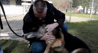 Ex-militar viaja 8000 km para adotar cão que serviu a seu lado - TVI