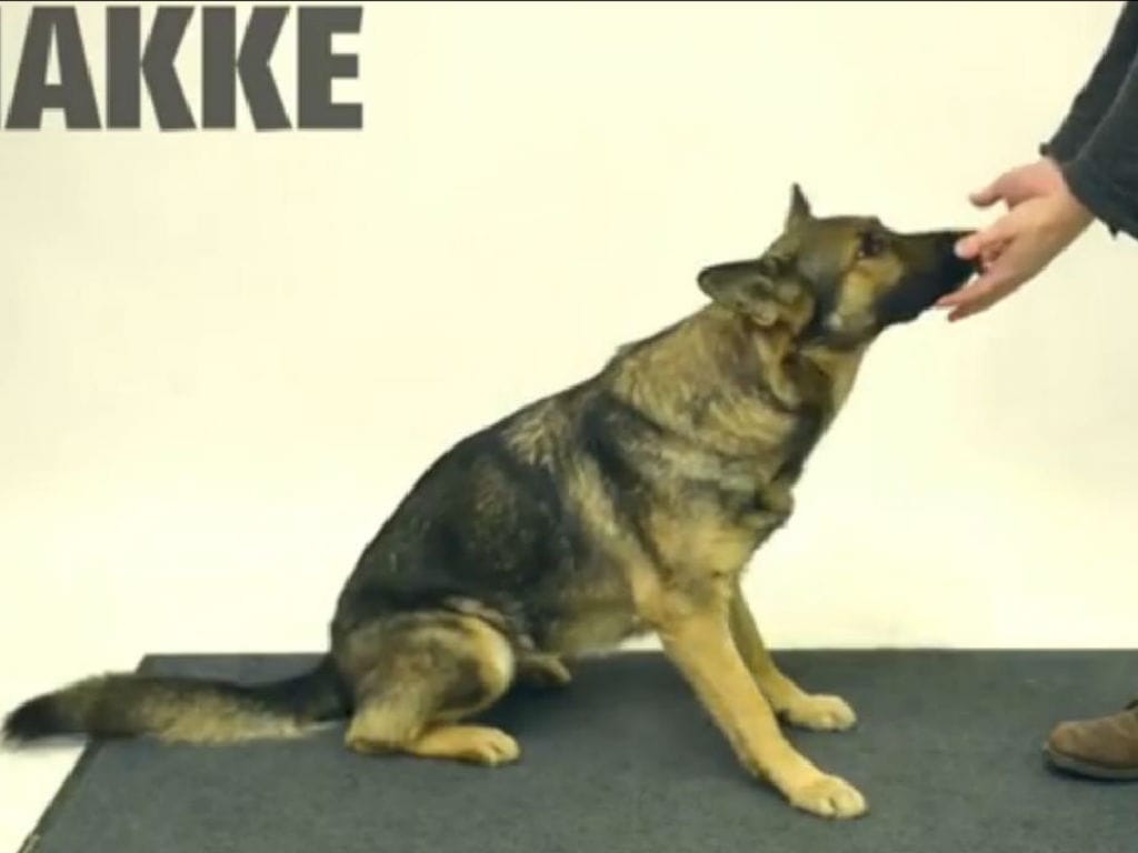Cães assistem a truque de magia (Reprodução YouTube)