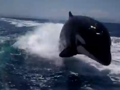 Baleias assassinas perseguem barco - TVI