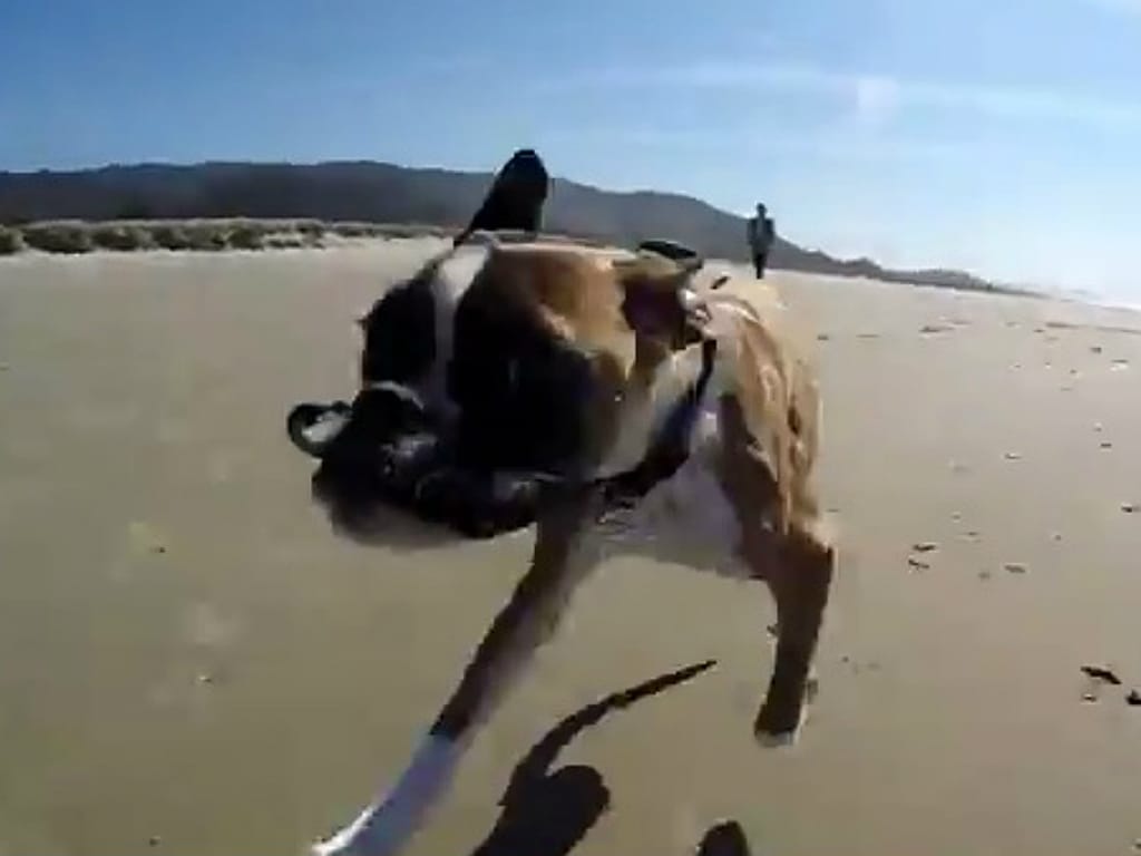 Cadelinha corre na praia só com duas patas