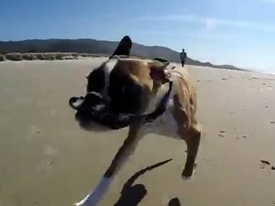 Boxer com apenas duas patas corre na praia - TVI