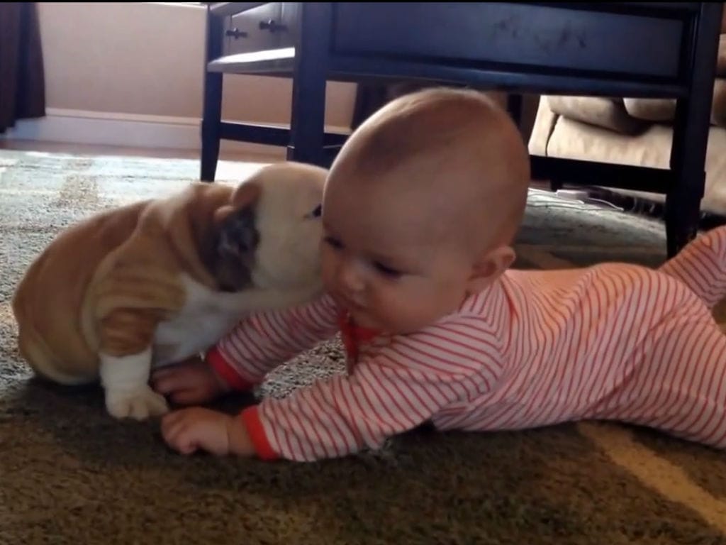 Cachorro come bebé com beijos (Reprodução YouTube)