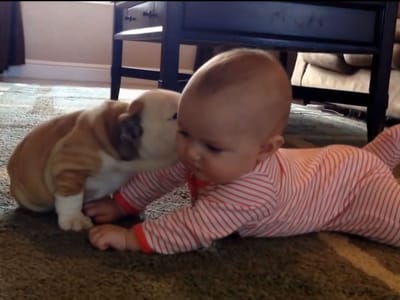 Cachorro ataca bebé com beijos - TVI