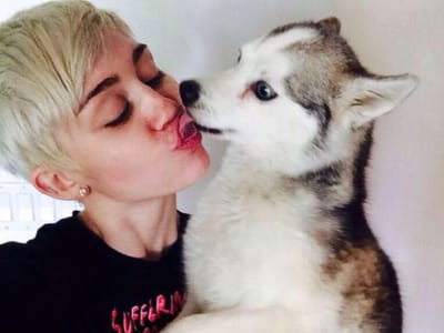Miley Cyrus canta para réplica gigante do seu cão morto - TVI