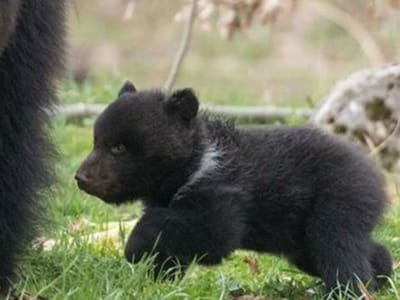 Zoo mata cria saudável de urso-pardo - TVI