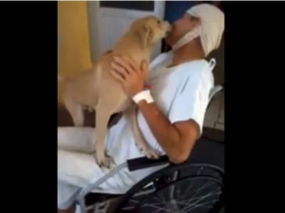 Cão espera oito dias à porta do hospital por dono internado - TVI