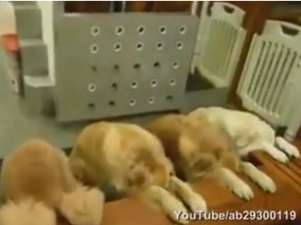 Quatro cães devotos dão as graças antes do jantar (Foto reprodução de YouTube)