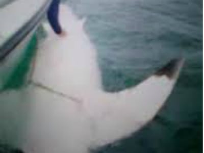 Tubarão branco fecha praias na Austrália - TVI