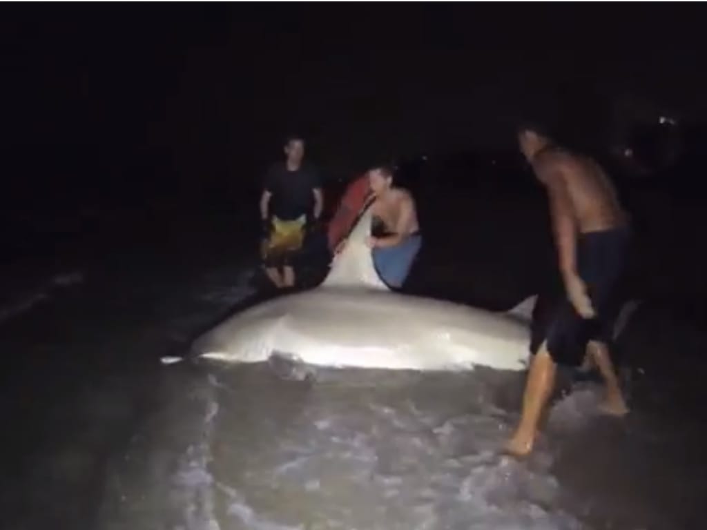 Estudantes pescaram tubarão martelo de 4,2 metros (Foto reprodução de YouTube)