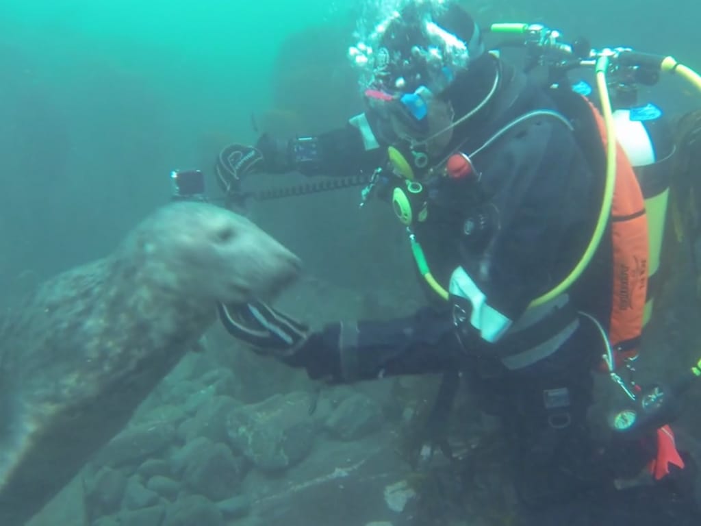 Focas brincam com mergulhadores (Reprodução / Vimeo / Jason Neilus)