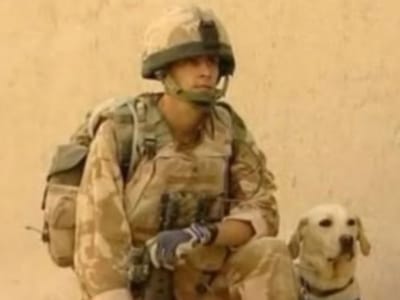 Cadela salvou dezenas de vidas no Afeganistão - TVI