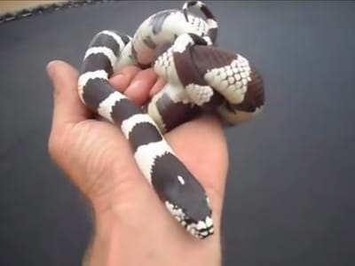 Cobras invasoras estão a destruir a população de lagartos nas Canárias - TVI