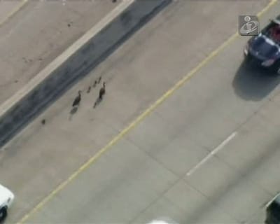 Família de gansos faz parar o trânsito em autoestrada - TVI