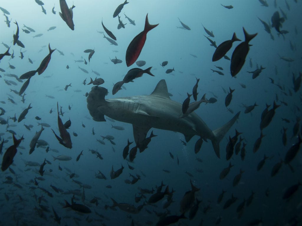 Galápagos: tubarão-martelo (REUTERS/Jorge Silva)