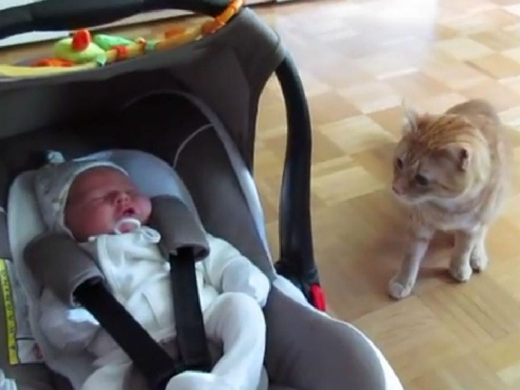 Gato conhece bebé pela primeira vez (YouTube)