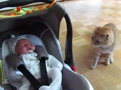 Gato da família conhece bebé pela primeira vez - TVI