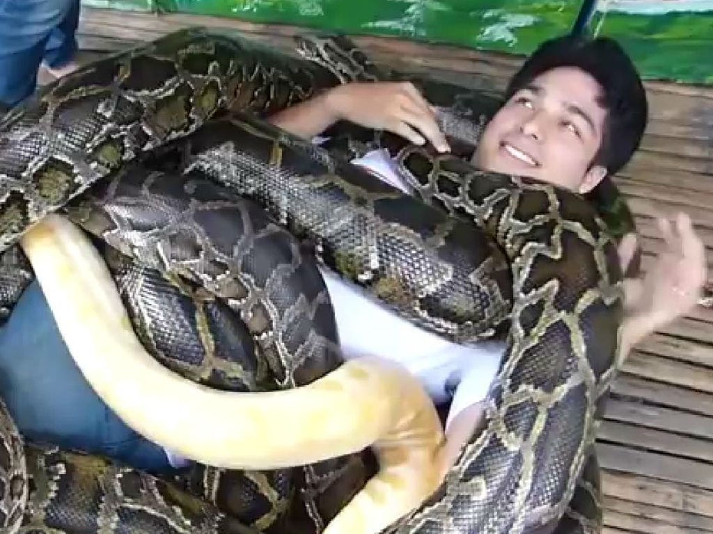 Jardim Zoológico proporciona massagem com cobras (Reprodução YouTube)