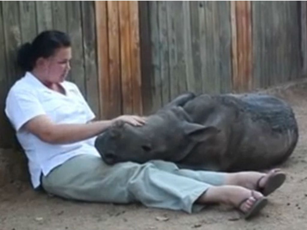 Bebé rinoceronte aconchega-se no colo dos tratadores