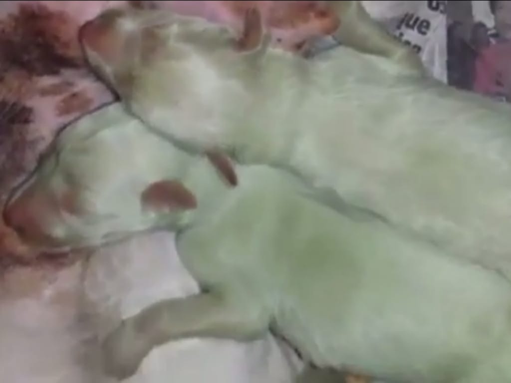 Dois cães «verdes» nascem em Espanha (Reprodução/Youtube/OCAKp2)