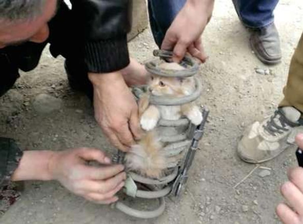 Gato preso na mola de suspensão (Foto: Daily Mail)